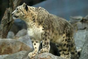 snowleopard_1