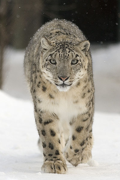 A snowleopard (uncia uncia), photo taken 2005 by Bernard Landgraf. From Wikimedia Commons. 