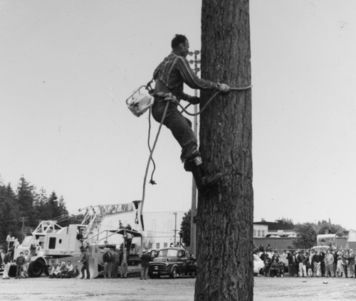 Tree climber Hap Johnson (Forest History Society)
