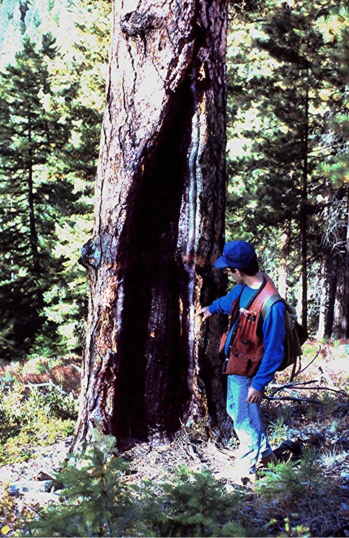 Catface from multiple pre-1900 fires in a ponderosa pine. A thick growth of inland Douglas-fir is now replacing the pine as a result of fire suppression (Photo by author)