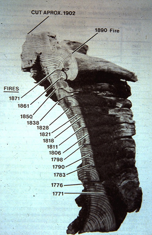Scars from individual fires can be seen on the cross-section of a century-old “pitch stump” of ponderosa pine. (US Forest Service photo)