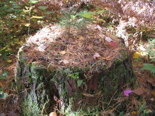 White pine stump and seedlings, Vilas County, Wisconsin. (Photo by author) 