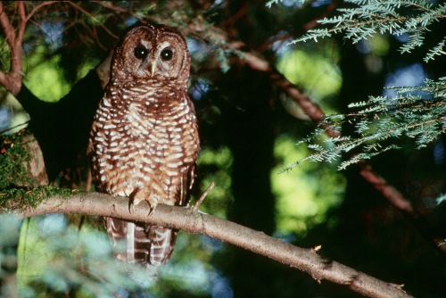 The northern spotted owl: the bird that changed American forest history, and the life of Jack Ward Thomas. (Photo by Tom Iraci, US Forest Service)
